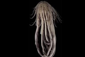 Criatura marinha de aparência alienígena é descoberta na Antártica