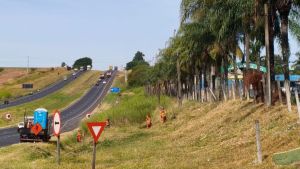 Ecovias Noroeste Paulista realiza limpeza às margens da Washington Luís em Ibaté após solicitação da Prefeitura