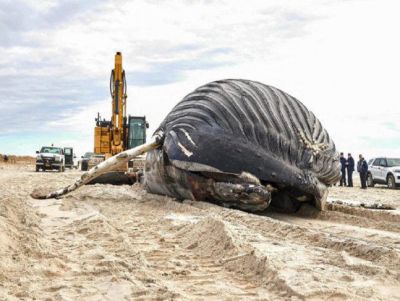 Baleia-jubarte de mais de 10 metros é encontrada morta em praia