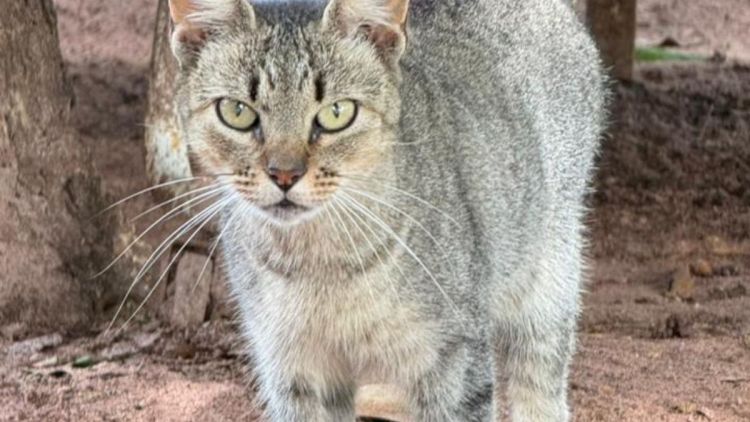 Seu novo melhor amigo pode estar te esperando: adoção de pets acontece neste sábado