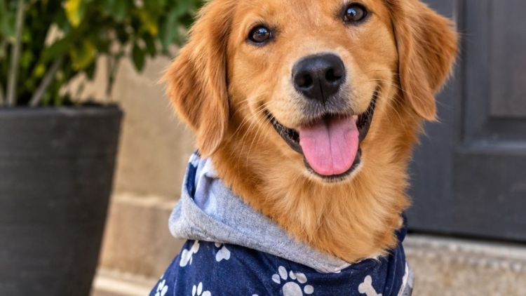 Fesc abre matrículas para curso de Modelagem de Vestuário Pet em parceria com o Senac
