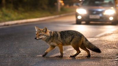 Vereador Edson Ferraz alerta sobre animais atropelados e mortos no entorno do Bosque do Córrego do Mineirinho