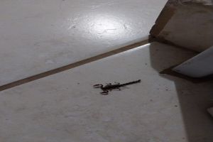 Moradores estão assustados com escorpiões no Jardim Araucária