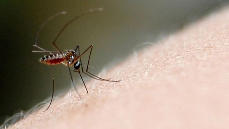 São Carlos registra mais de 20 mil casos de dengue e 22 mortes em 2025