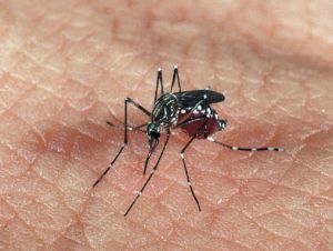 São Carlos registra 377 notificações para Dengue, 14 notificações para Chikungunya e 07 notificações para Zika