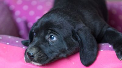 Secretaria promove 15ª Feira de adoção de cães e gatos
