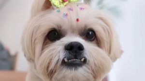 Carnaval pet reforça vínculo afetivo entre animais e tutores em Ribeirão Preto