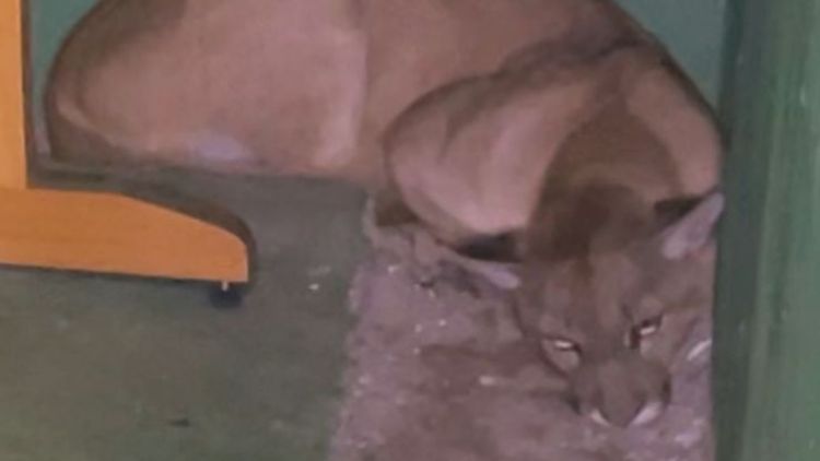 Onça-parda é resgatada em operação conjunta em São Carlos