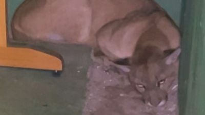 Onça-parda é resgatada em operação conjunta em São Carlos