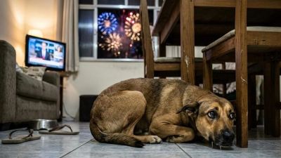 Fogos de artifício com estampido poderão ser proibidos em São Carlos: Projeto de Lei de Elton será votado nesta terça-feira