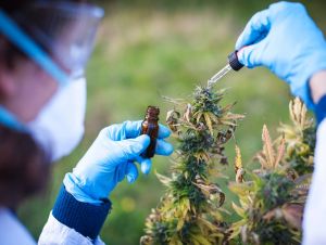 Cannabis medicinal: estudos clínicos são fundamentais na descoberta dos benefícios da cannabis para a saúde