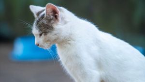 Canil Municipal promove feira de adoção com 272 animais no próximo sábado