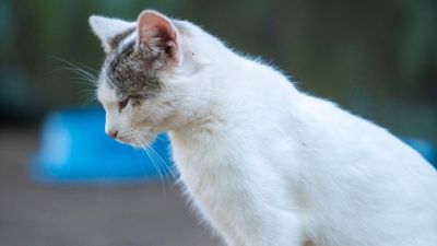 Canil Municipal promove feira de adoção com 272 animais no próximo sábado