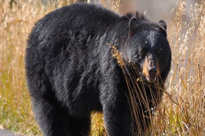 Menino de 15 anos com distúrbio neurológico é atacado por urso nos EUA