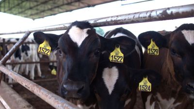 Nestlé e Banco do Brasil firma parceria de R$ 100 mi