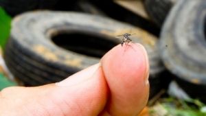 Boletim Epidemiológico 2025: Situação da Dengue, Chikungunya, Zika e Febre Amarela em São Carlos