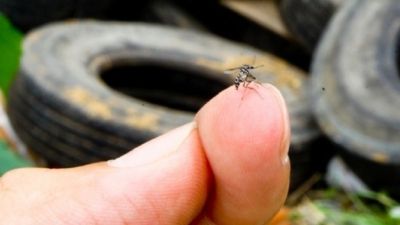 Boletim Epidemiológico 2025: Situação da Dengue, Chikungunya, Zika e Febre Amarela em São Carlos