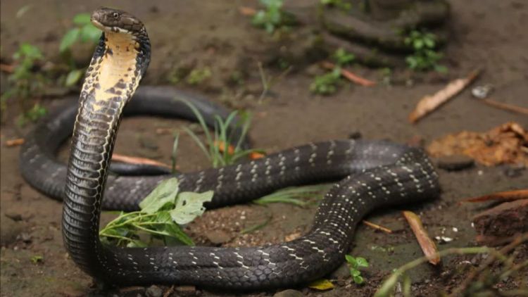 Menino de dois anos morde e mata cobra venenosa após ser atacado em casa