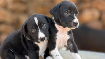 Prefeitura de Ibaté apresenta novos filhotes disponíveis para adoção