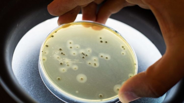 Pesquisadores da USP e UNESP descobrem enzimas que ajudam antibióticos a vencer bactéria resistente