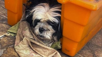 Cão vítima de maus-tratos é resgatado em ação conjunta da prefeitura e Polícia Militar