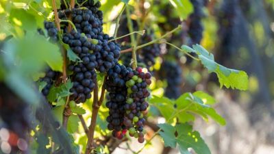 Rotas do Vinho de São Paulo chegam a 87 atrativos, reforçam produção e valorizam experiências