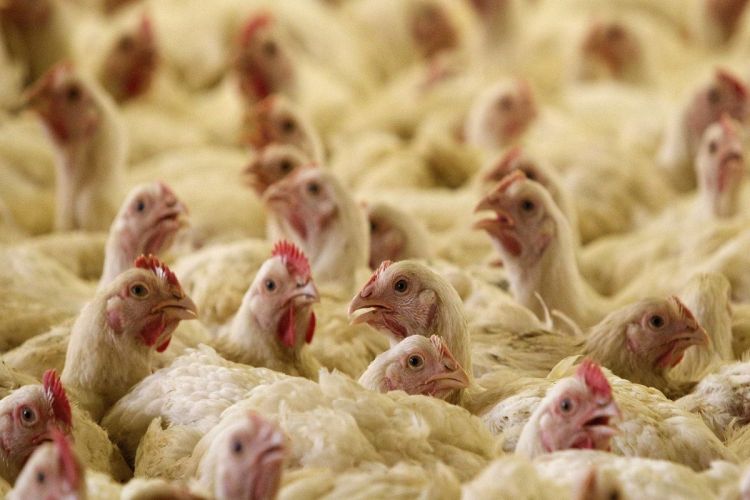Ministério da Agricultura confirma foco de doença de Newcastle em frango no RS
