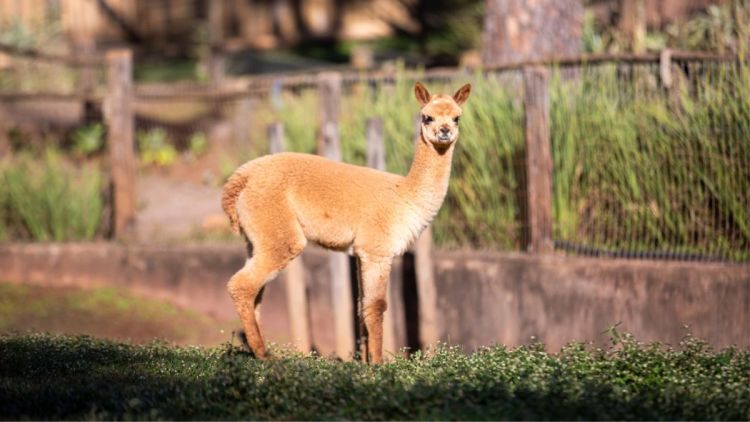 Parque Ecológico de São Carlos registra nascimento de mais um filhote de Alpaca