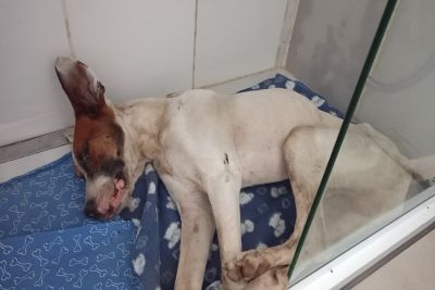 GCM de Ibaté resgata cachorro em situação de maus-tratos no Jardim Cruzado