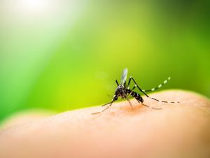 Sobe para 1.942 casos positivos de dengue em São Carlos