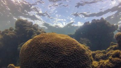 Calor, acidez das águas e pouco alimento ameaçam ecossistemas marinhos