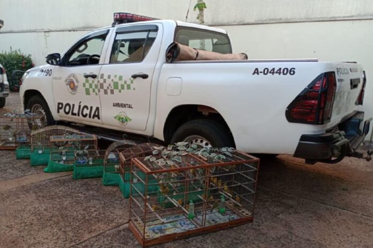 ARARAQUARA: Polícia Militar Ambiental apreende 82 aves silvestres