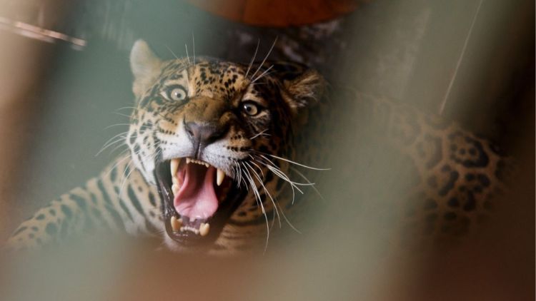 São Carlos lança aplicativo Biorota para monitoramento da Fauna