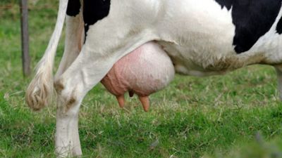 Bactéria Streptococcus agalactiae eleva índices de mastite bovina