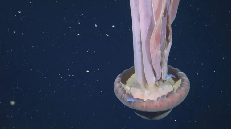 Água-viva gigante rara é avistada em expedição no fundo do mar argentino