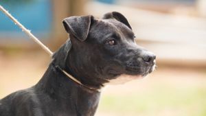Canil municipal promove feira de adoção com quase 300 cães e gatos neste sábado