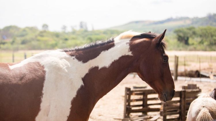 Prefeitura de São Carlos abre processo de adoção para equídeos resgatados de maus-tratos