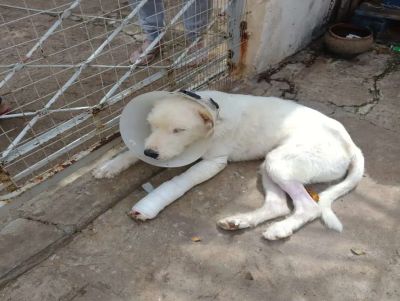 Cão atropelado precisa de ajuda para cirurgia