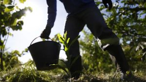 Governo apresenta plano para desenvolver bioeconomia no país