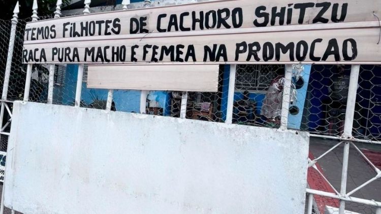 Departamento de defesa animal interrompe comércio ilegal e apreende cão em São Carlos