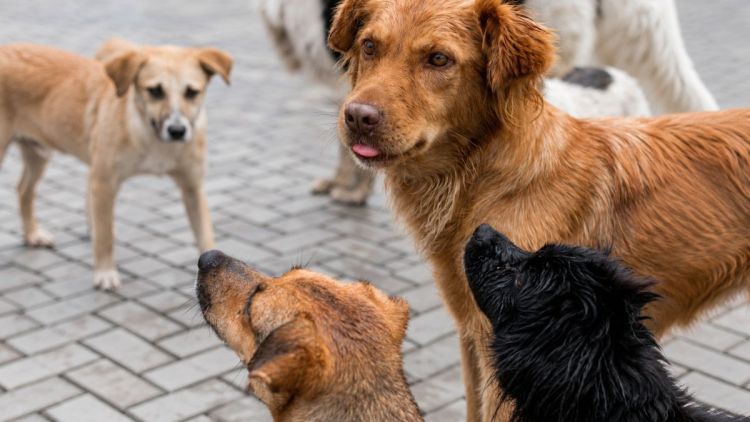 São Pedro recebe campanha de adoção de cães resgatados pela Eixo SP