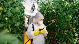 Sensor biodegradável detecta presença de agrotóxicos em alimentos