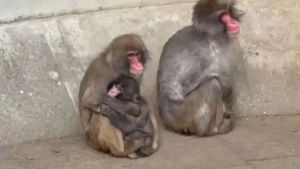 Após conquistar internet, Punch já tem amigos: "Resiliência"