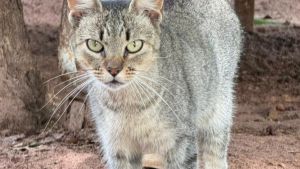 Feira de adoção reúne mais de 260 animais neste sábado no Canil Municipal