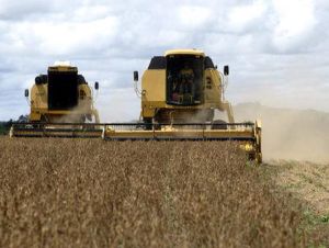 Safras de soja e milho da Argentina podem cair até 25% por seca, diz bolsa