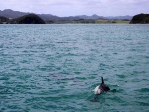 Pelo menos 33 golfinhos são achados mortos nas praias do litoral paulista
