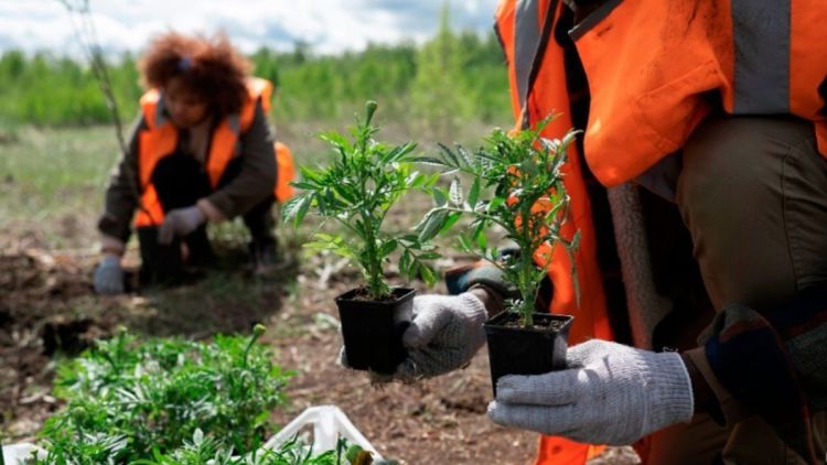 São Carlos inicia elaboração do Plano Municipal de Arborização Urbana