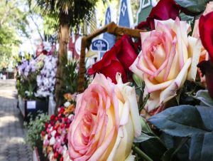 Holambra – sede da Expoflora, traz as principais tendências em flores e plantas para o “Dia das Mães”