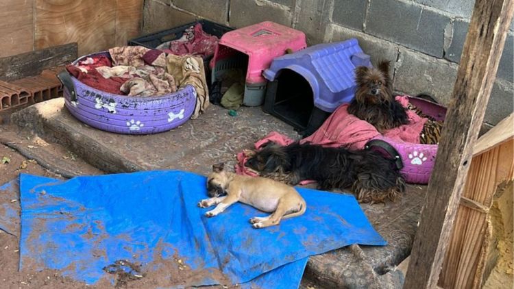 Animais vítimas de maus-tratos são resgatados em operação no Planalto Verde