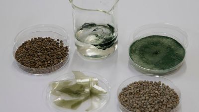Barreira protetora aumenta a sobrevivência de fungo benéfico em fertilizante químico